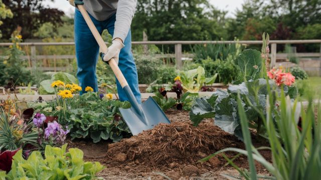 Jak a kdy správně hnojit zahradu