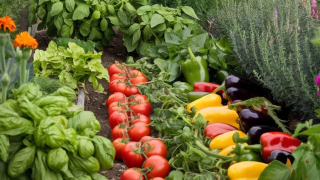 Kdy se co sází a seje na zahradě?